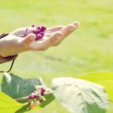 Stay Alive: Alimentos Venenosos